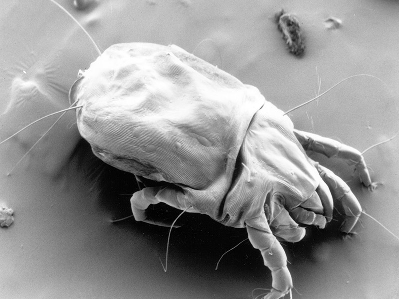 Dust Mite Close Up