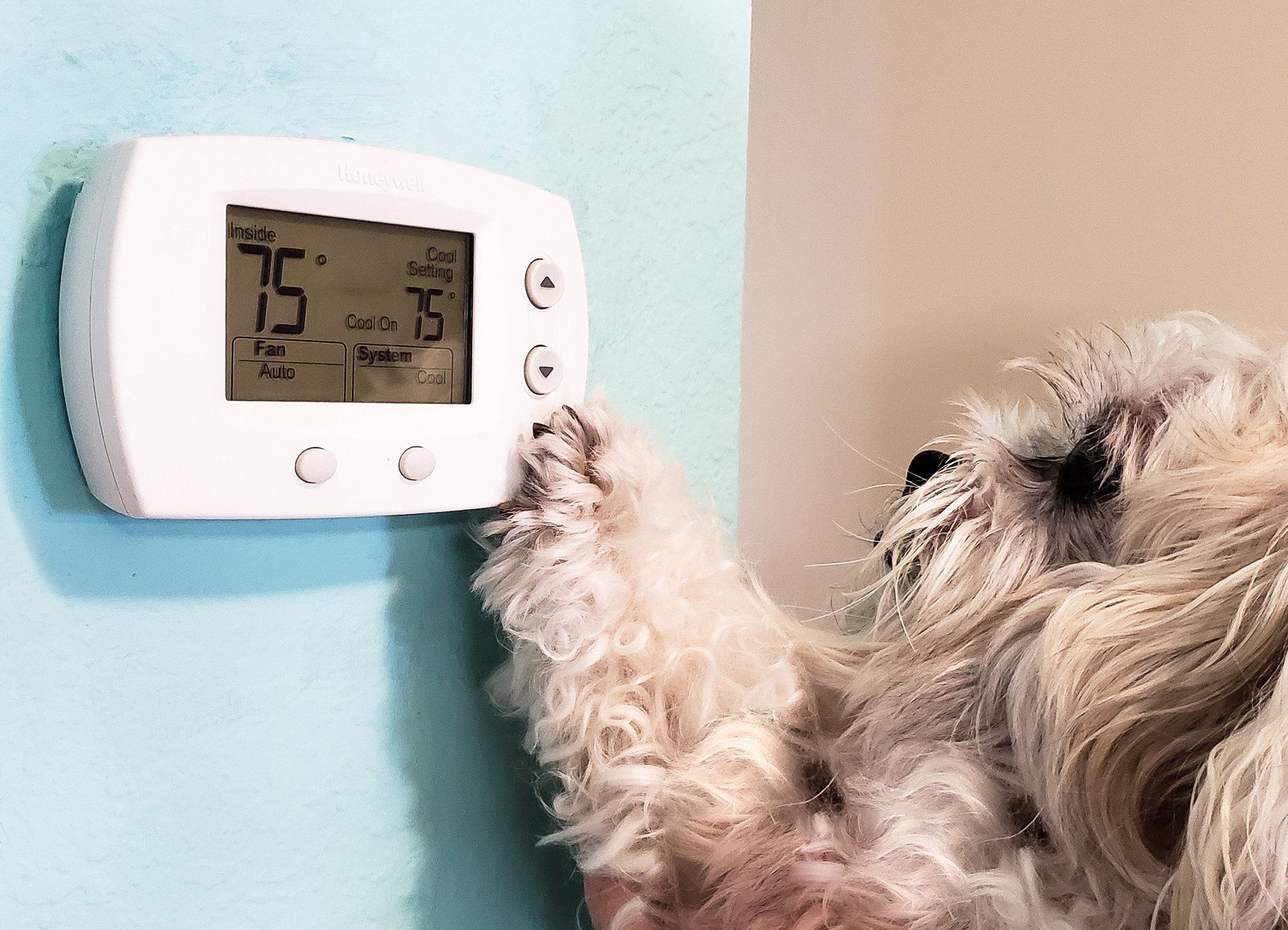 Dog Adjusting Thermostat